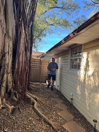 Beautiful tree in the yard