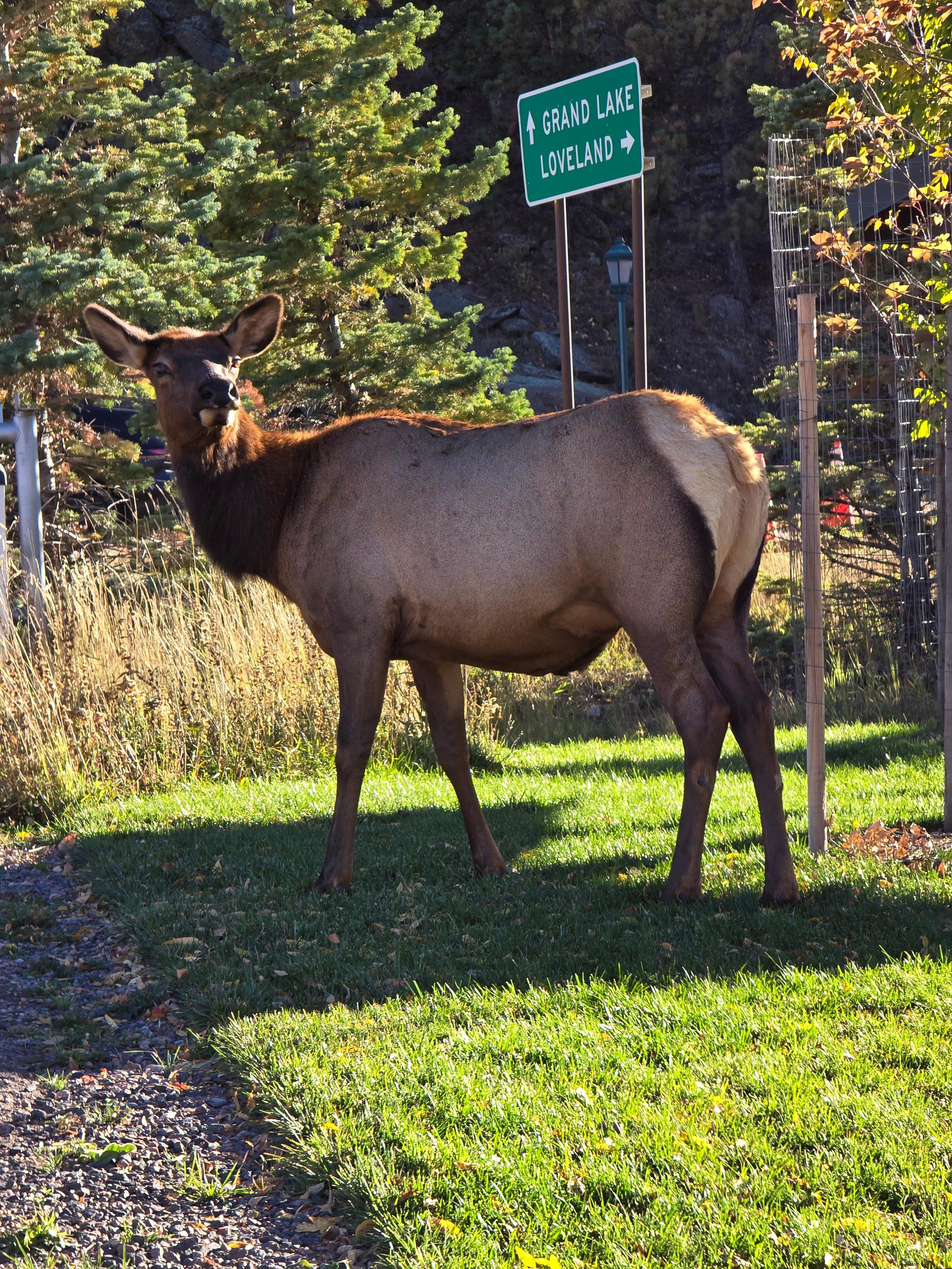 Elk