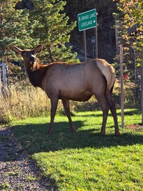 Elk