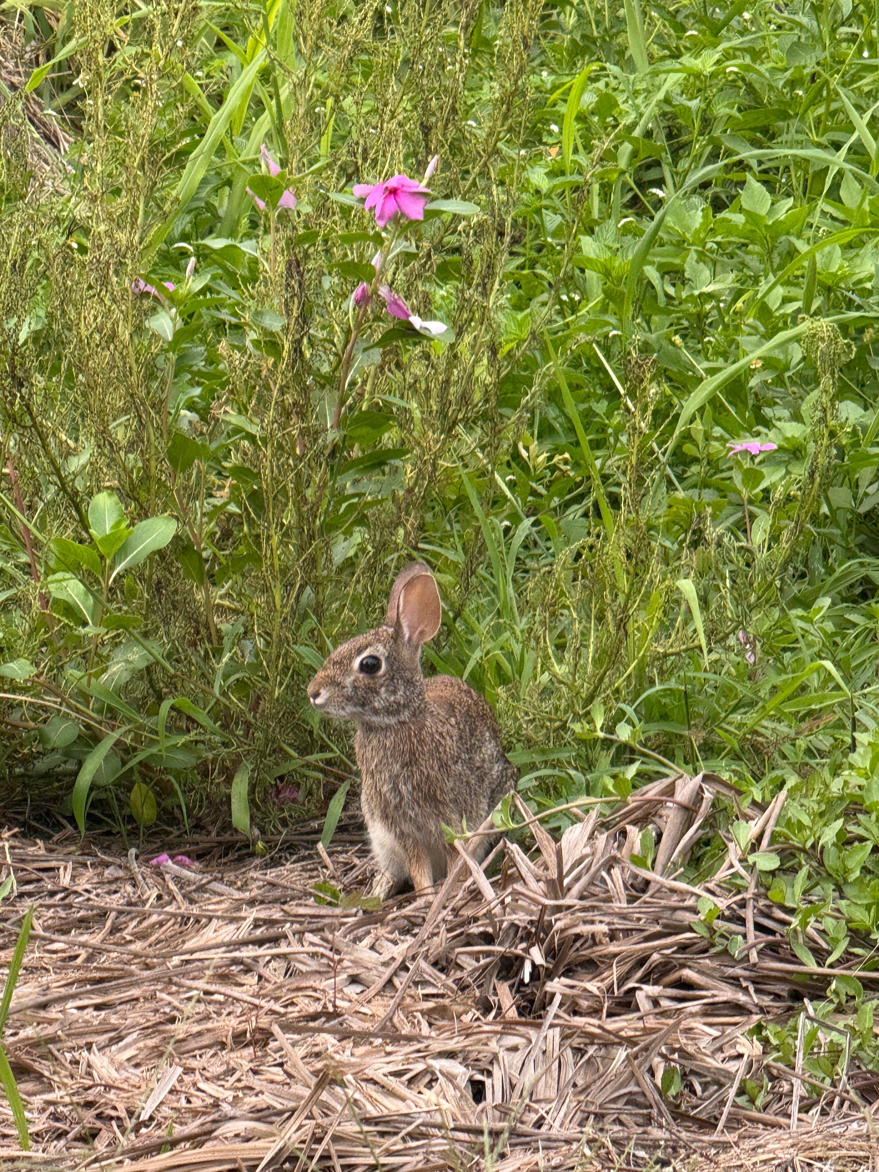 Resident island bunny