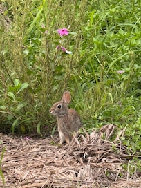 Resident island bunny