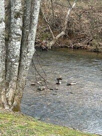 Lots of wildlife, including ducks, songbirds and rabbits.
