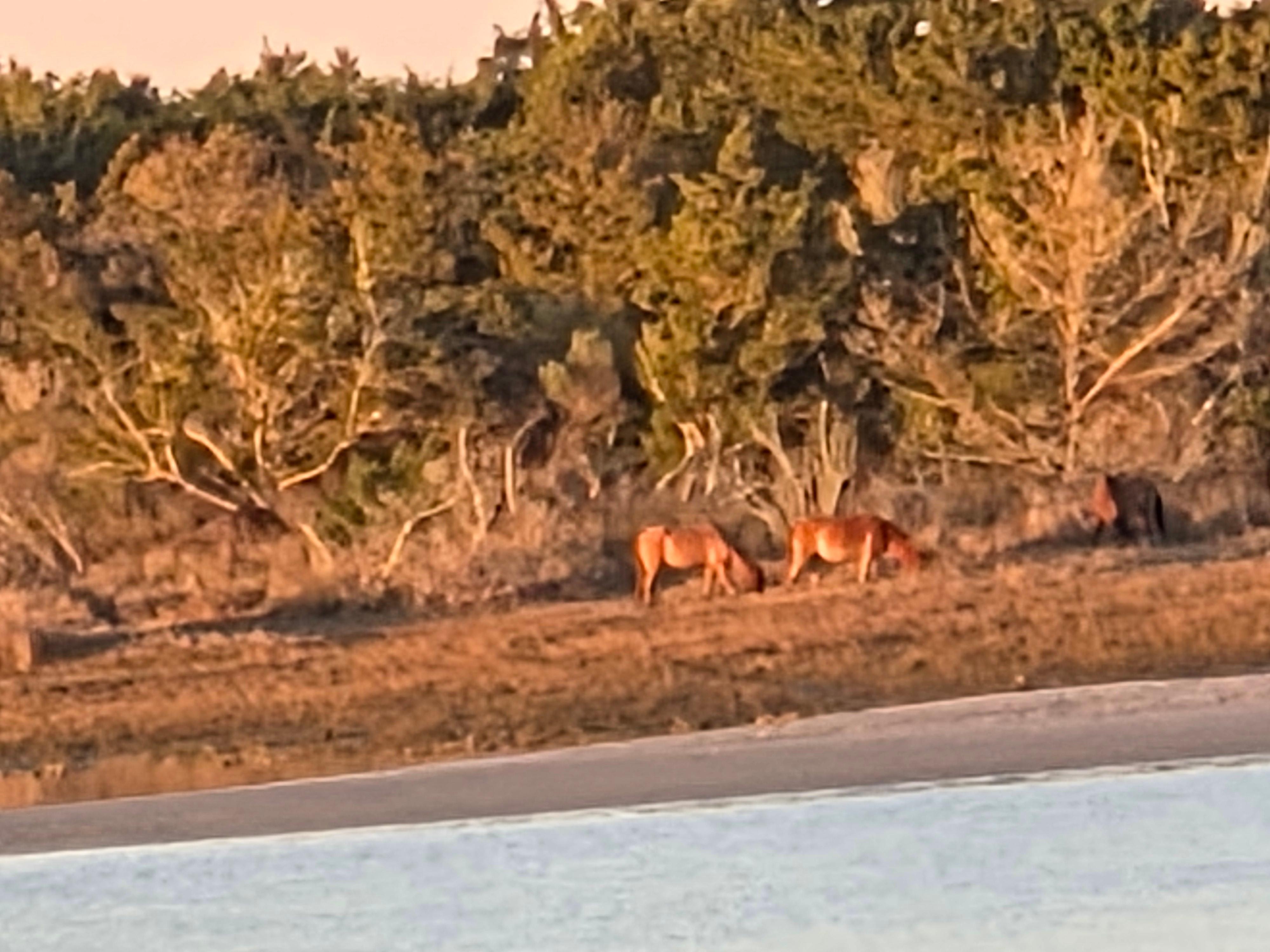 Wild horses on Carrot Island