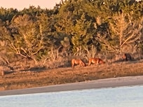 Wild horses on Carrot Island