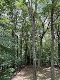 The trees are magnificent!