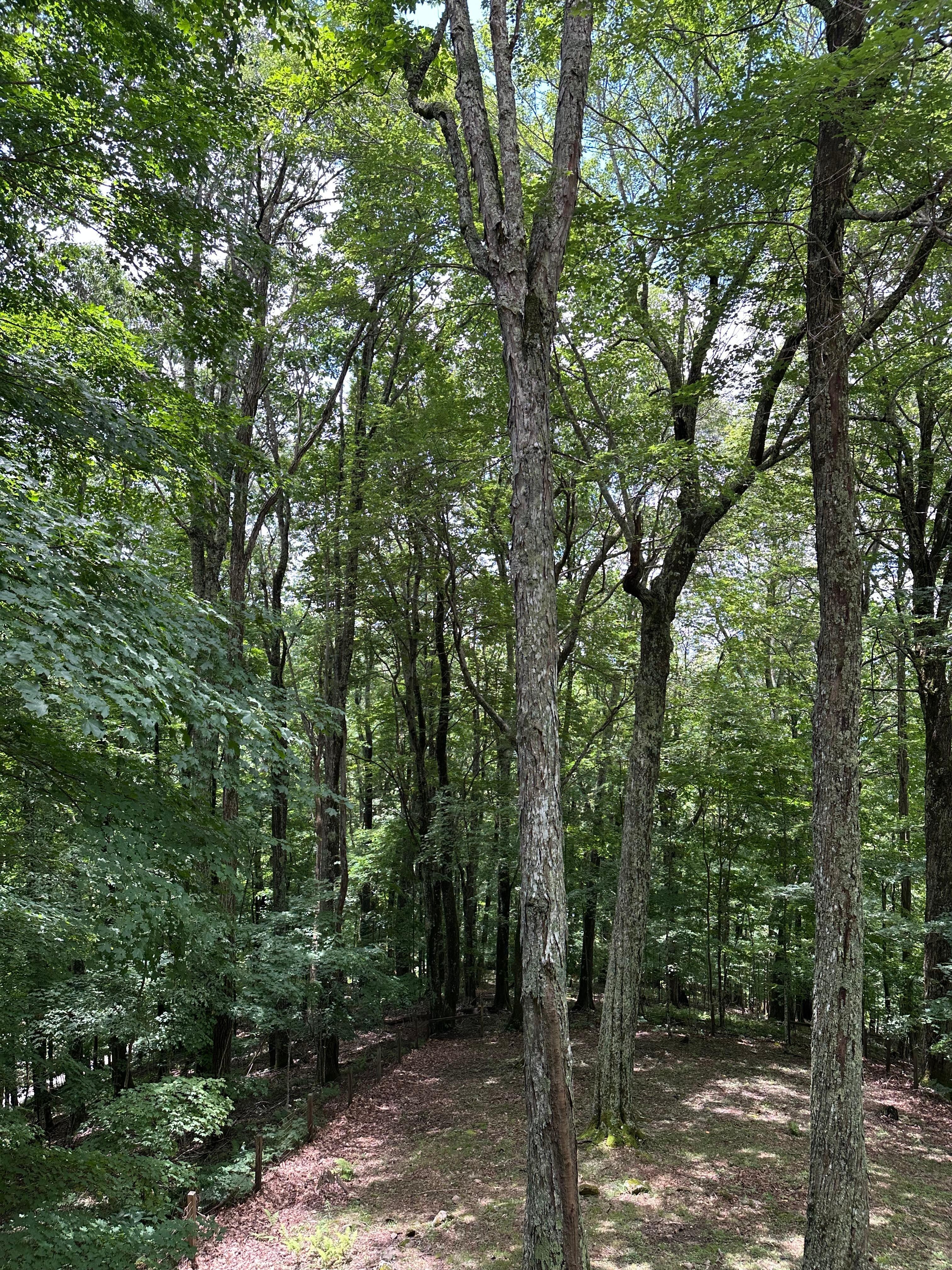 The trees are magnificent!
