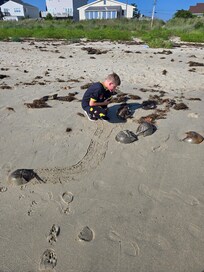 It was horseshoe crab mating season so there were lots on the beach. Kids enjoyed rescuing the ones who needed help