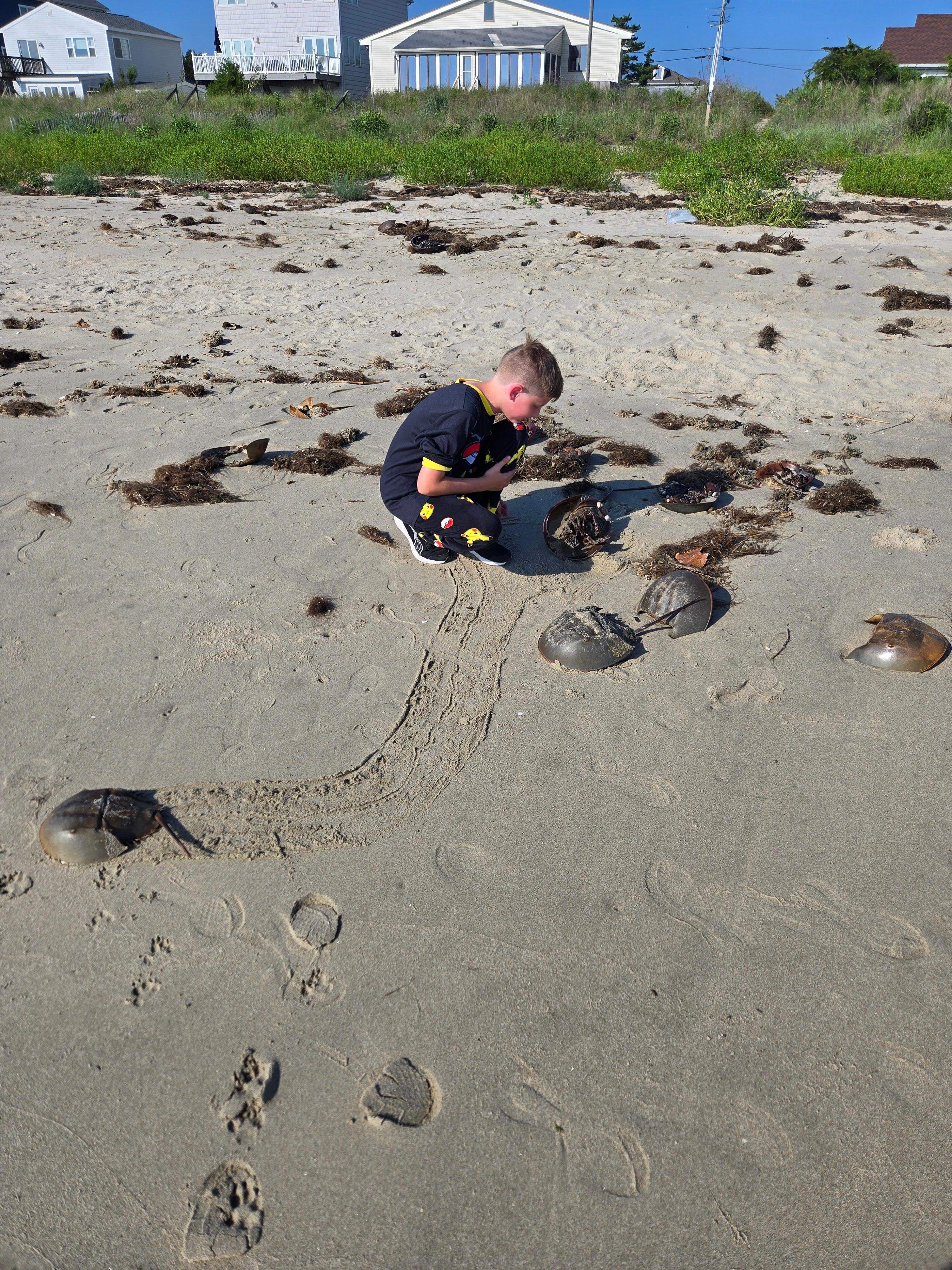 It was horseshoe crab mating season so there were lots on the beach. Kids enjoyed rescuing the ones who needed help