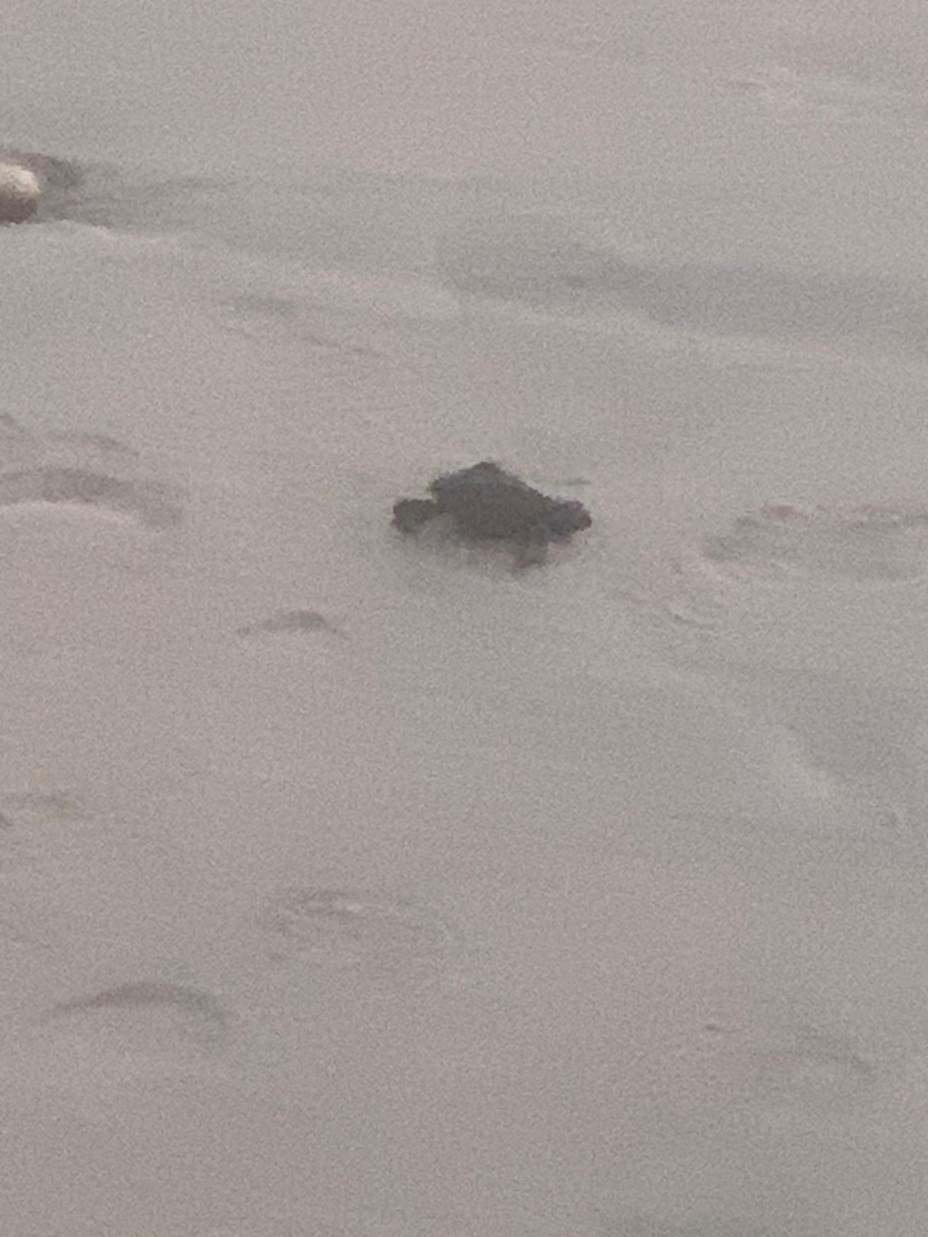 Oh it’s way to the ocean 