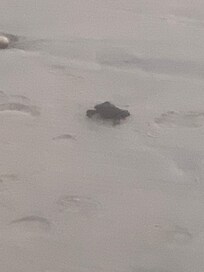 Oh it’s way to the ocean