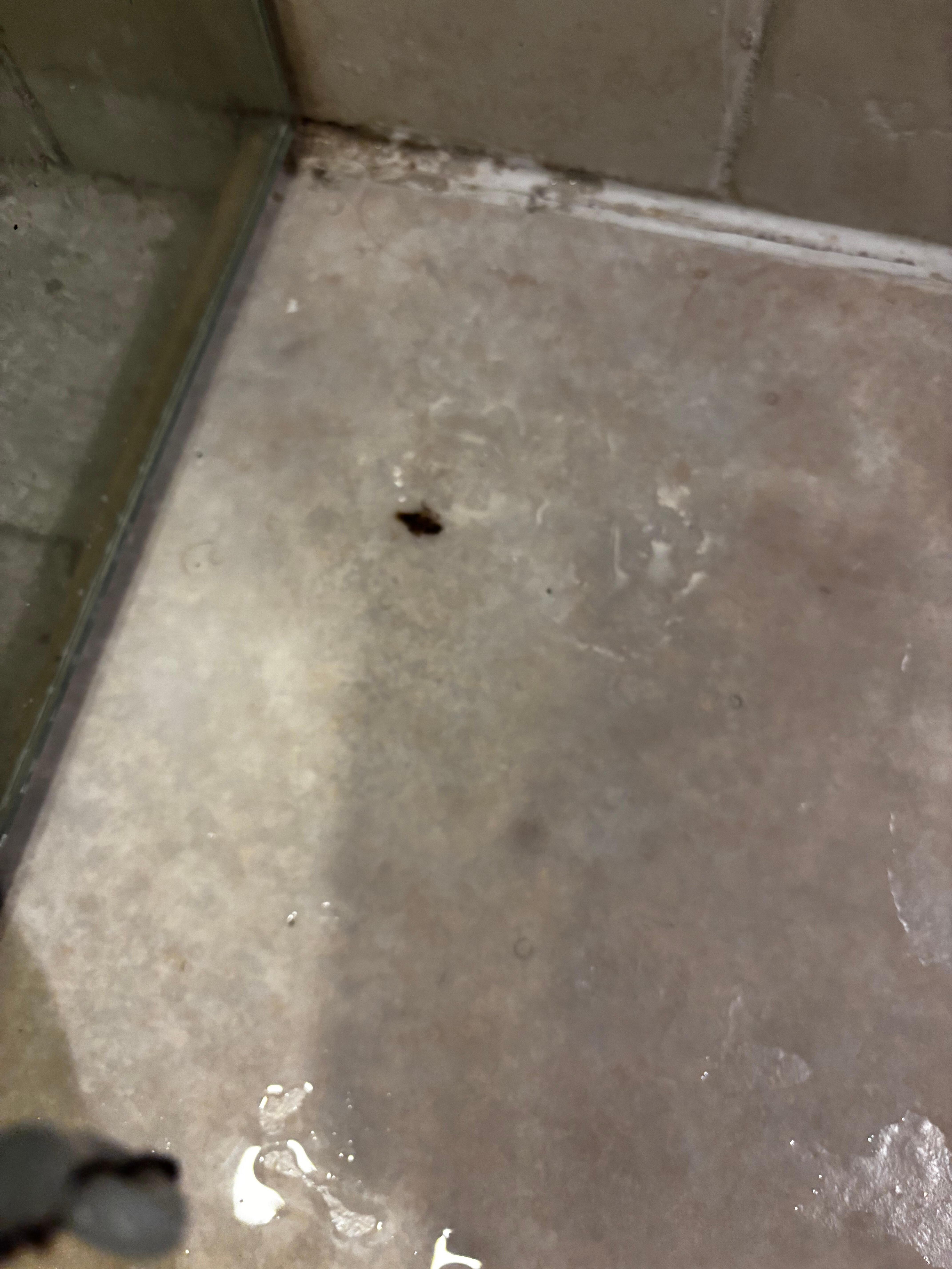 Dead cockroach in the bathroom 