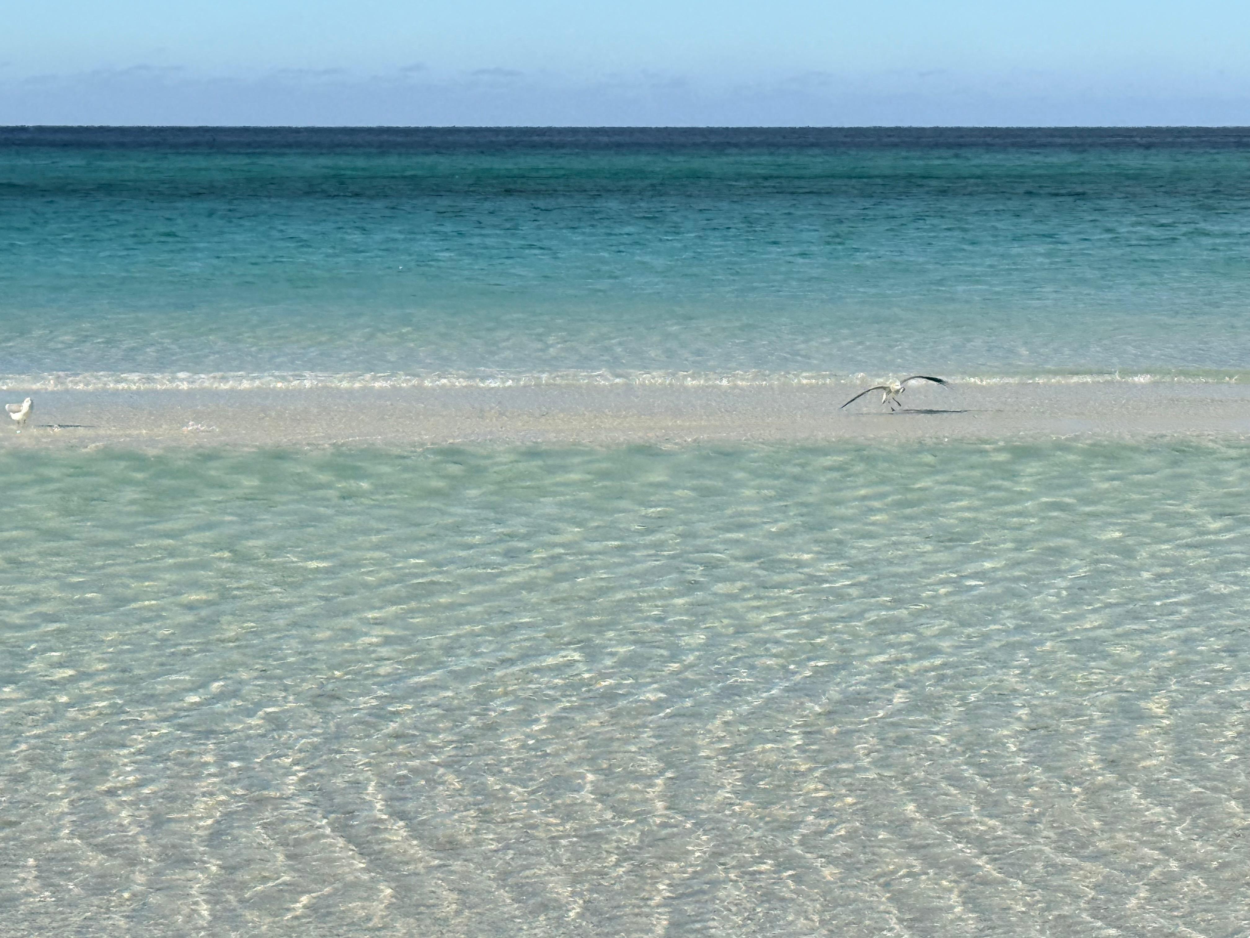 Sandbar with a birdie