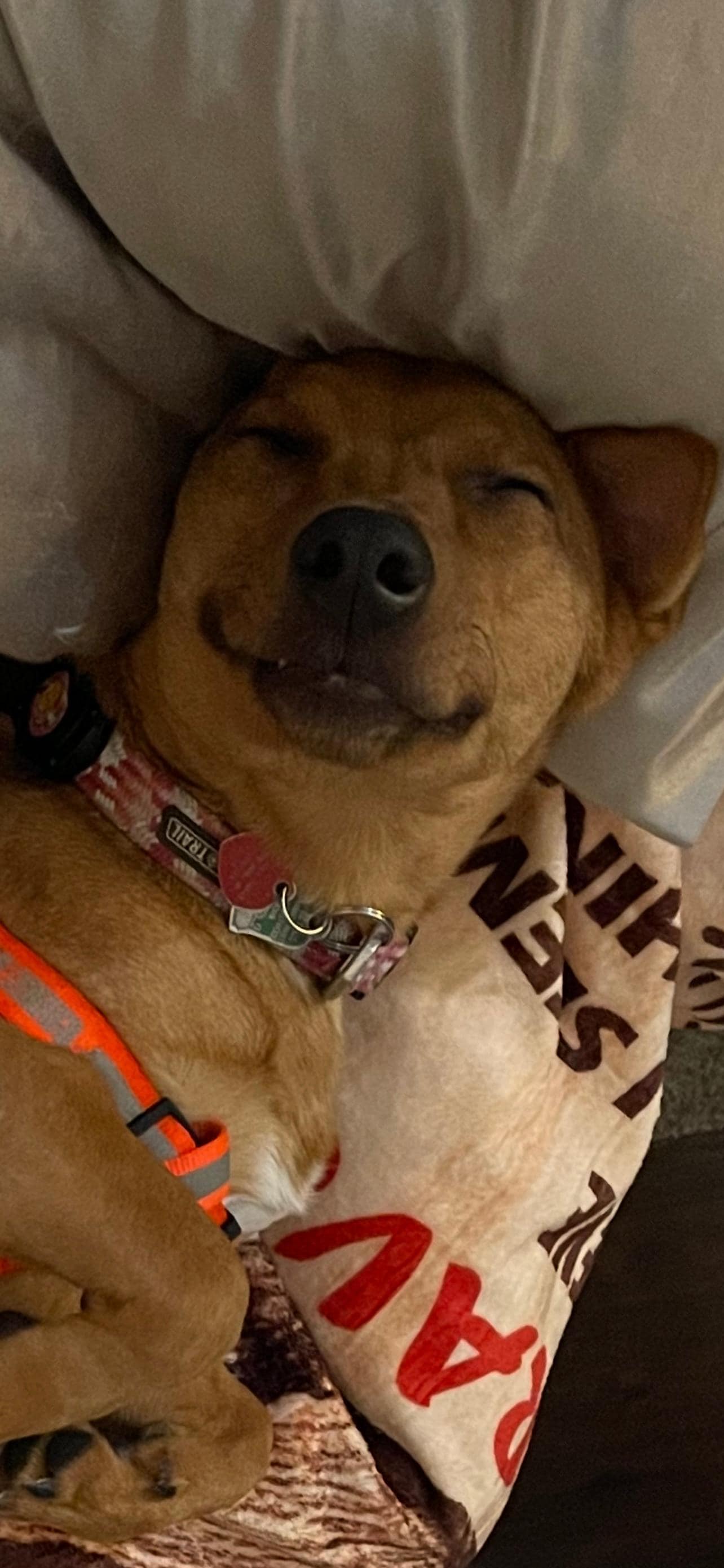 My dogs first vacation.  She loved it and so did we. 