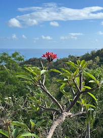 It felt like the flowers were blooming just for us. This is the view just outside the main bedroom. We enjoyed coffee outside on the deck in the morning.