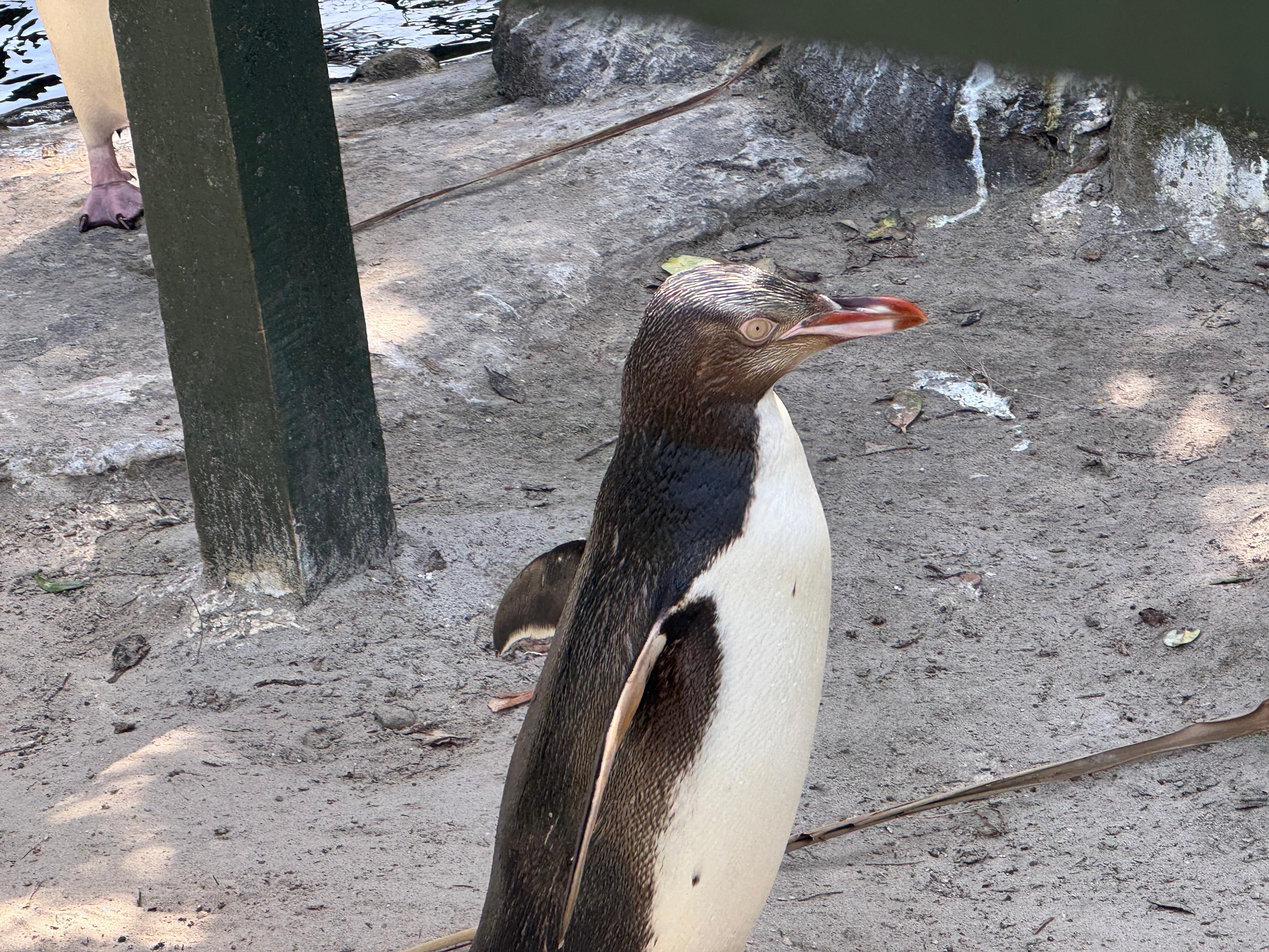 Gelbaugenpinguin in der Auffangstation, Otago