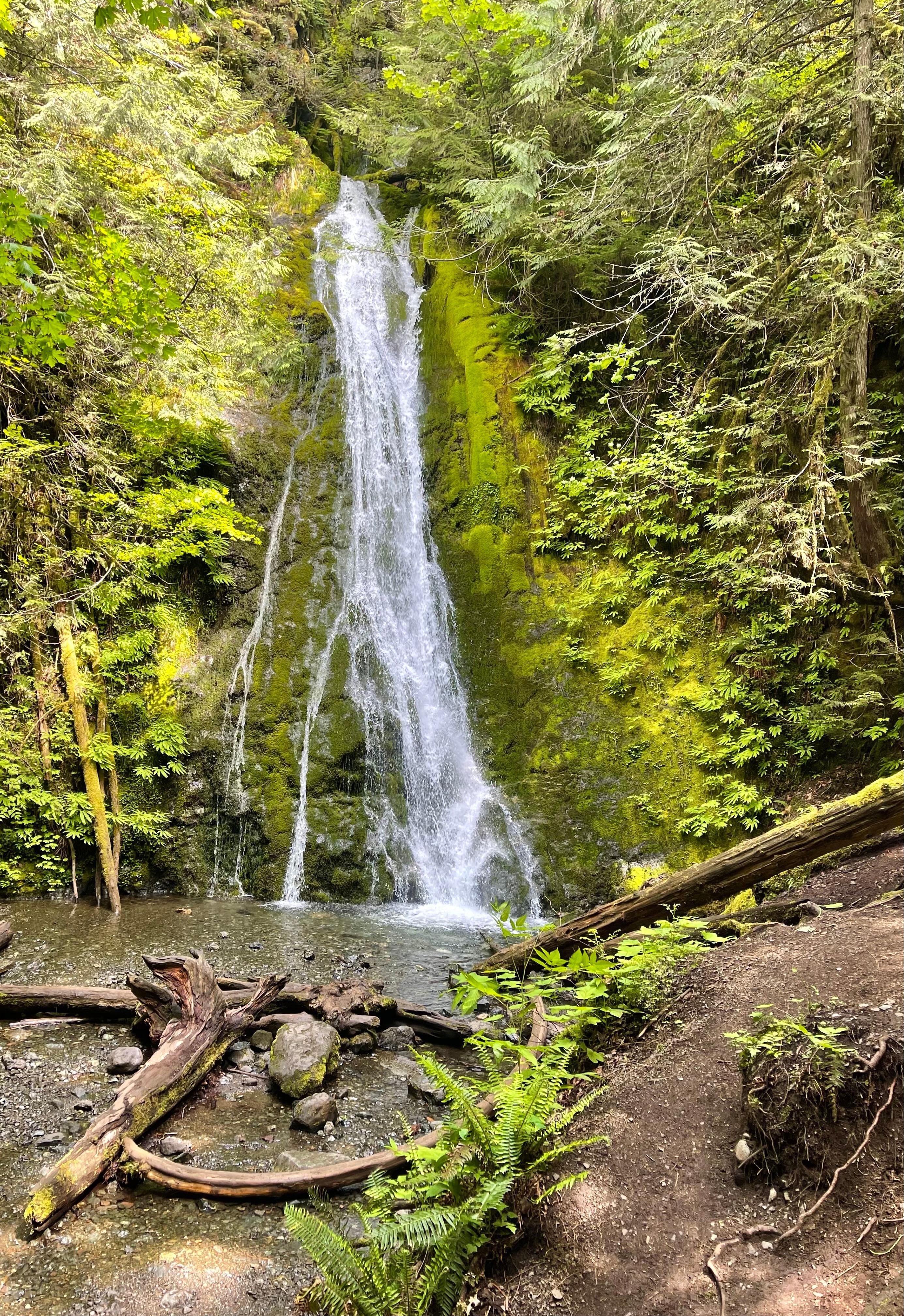 Madison falls in the Olympic National forest 