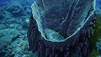 turtle in coral