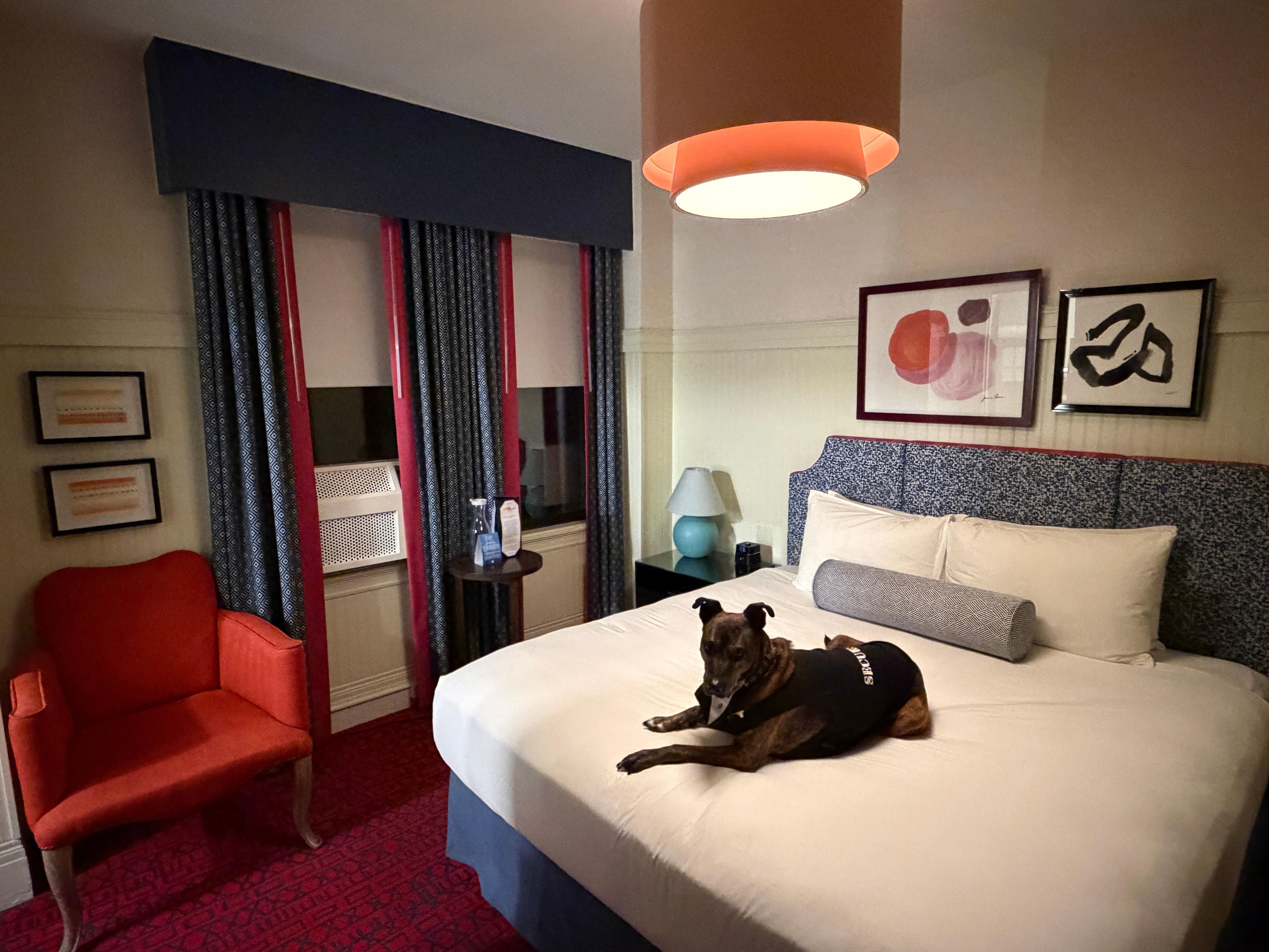 Oops, she only went on the bed for the photo. She slept on the floor!