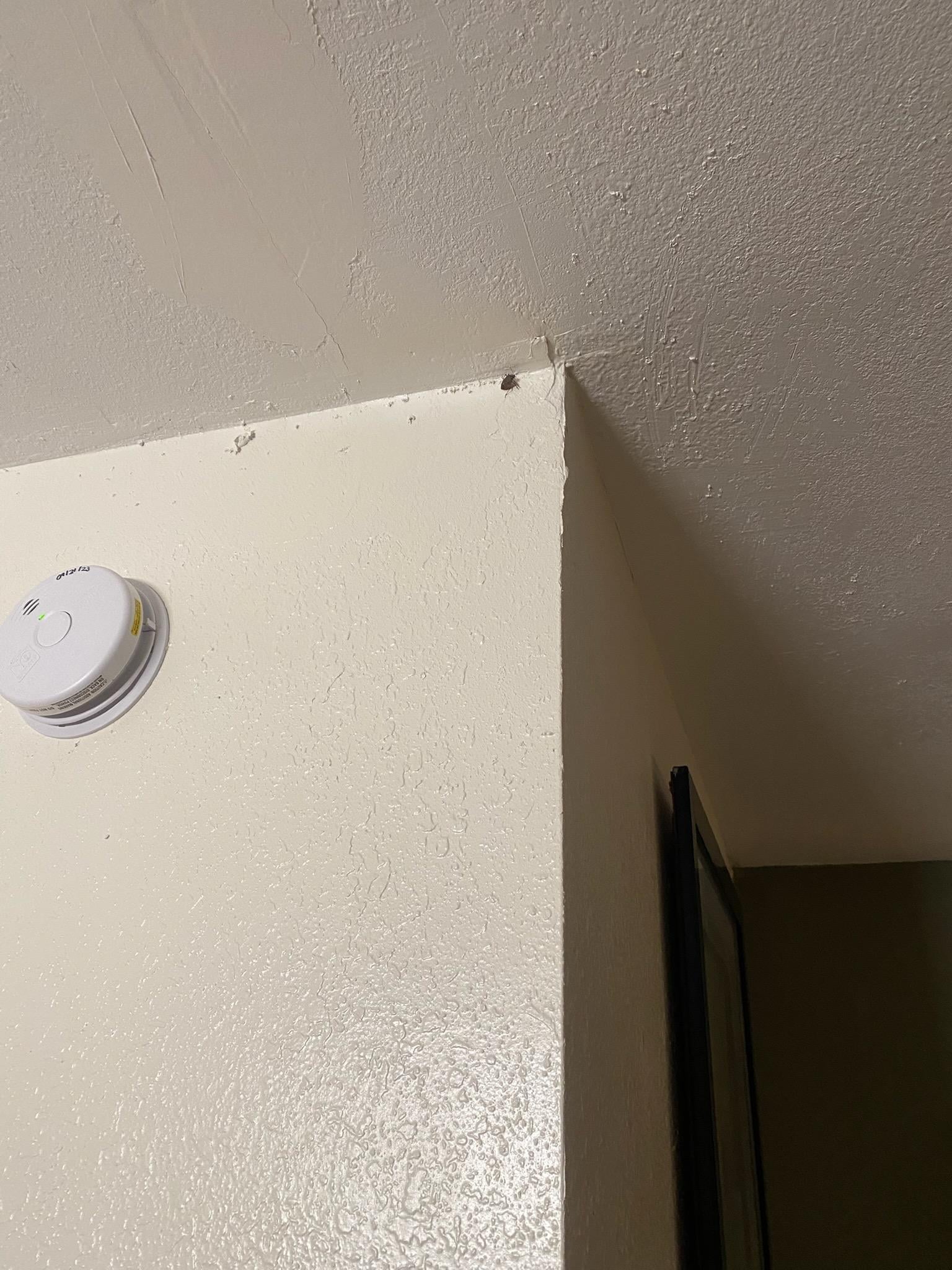 One of over 10-15 that had to be thrown out before my wife would sleep in here. 