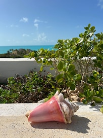 I found a conch shell at the beach