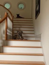 Guarding the mansion