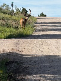 Deer just up the road