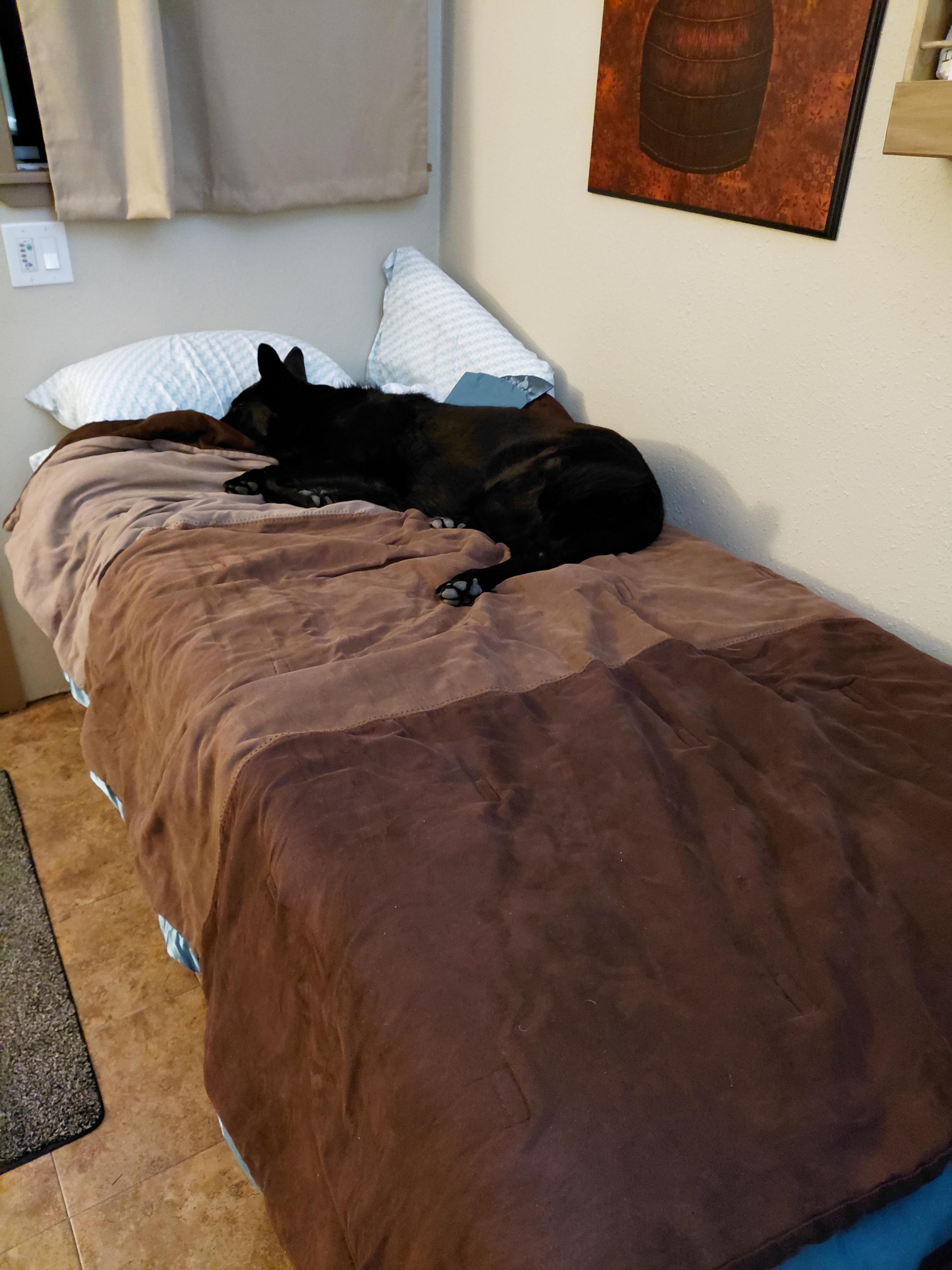 Ella warming up my bed.