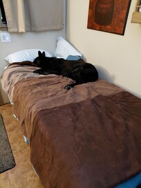 Ella warming up my bed.