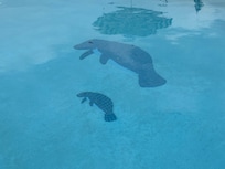 Wonderful pool