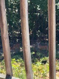 2 bucks behind house