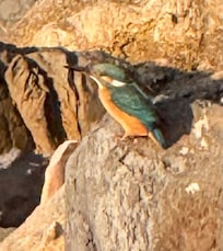 Spotted kingfisher by the pier next to the hotel
