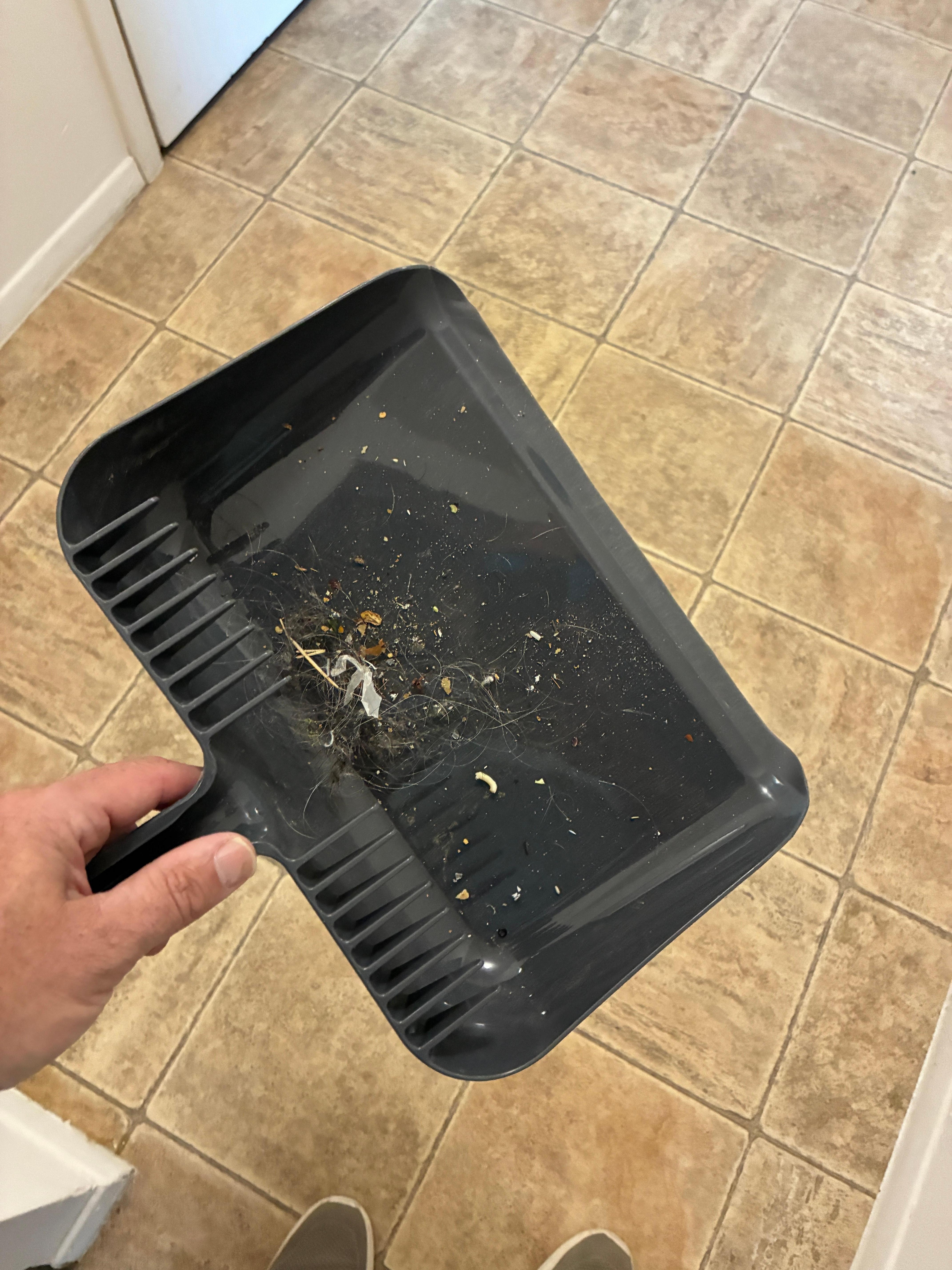 Dirt I swept up from the kitchen and entry upon arrival.