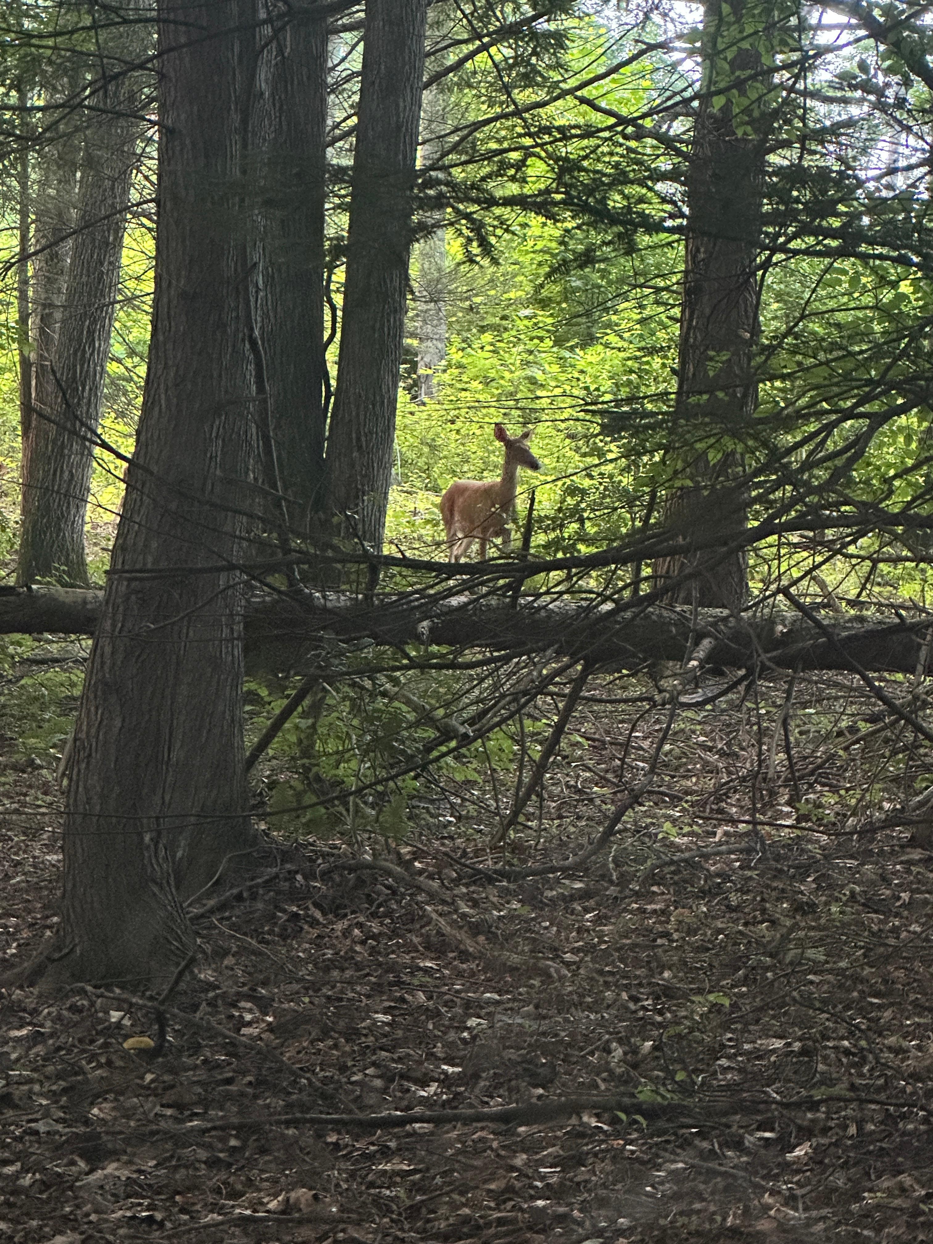 This deer got spooked but it was fun watching her.