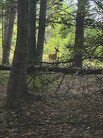 This deer got spooked but it was fun watching her.