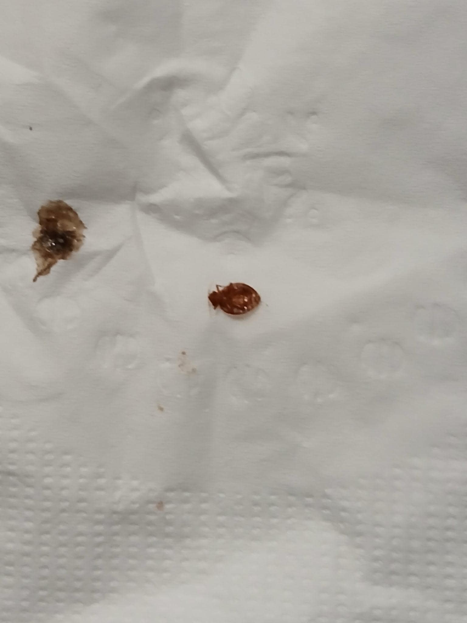 Found in my bed