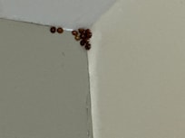 Ladybugs like this all over the walls and windows inside the room.