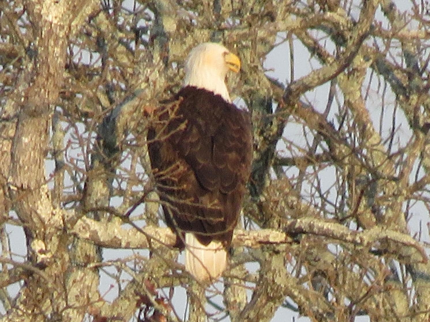With me being a huge fan of eagles I saw one at lake and took this picture from the patio of unit
