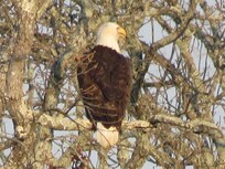 With me being a huge fan of eagles I saw one at lake and took this picture from the patio of unit