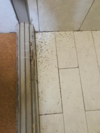 Bichos en la regadera