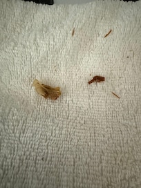 Stuff on dresser handles. Not exactly sure what it was. But it was disgusting