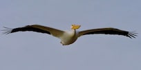 Pelican