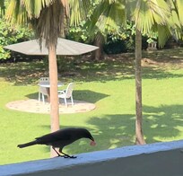 Birds came to the balcony when we ate and we could feed them.