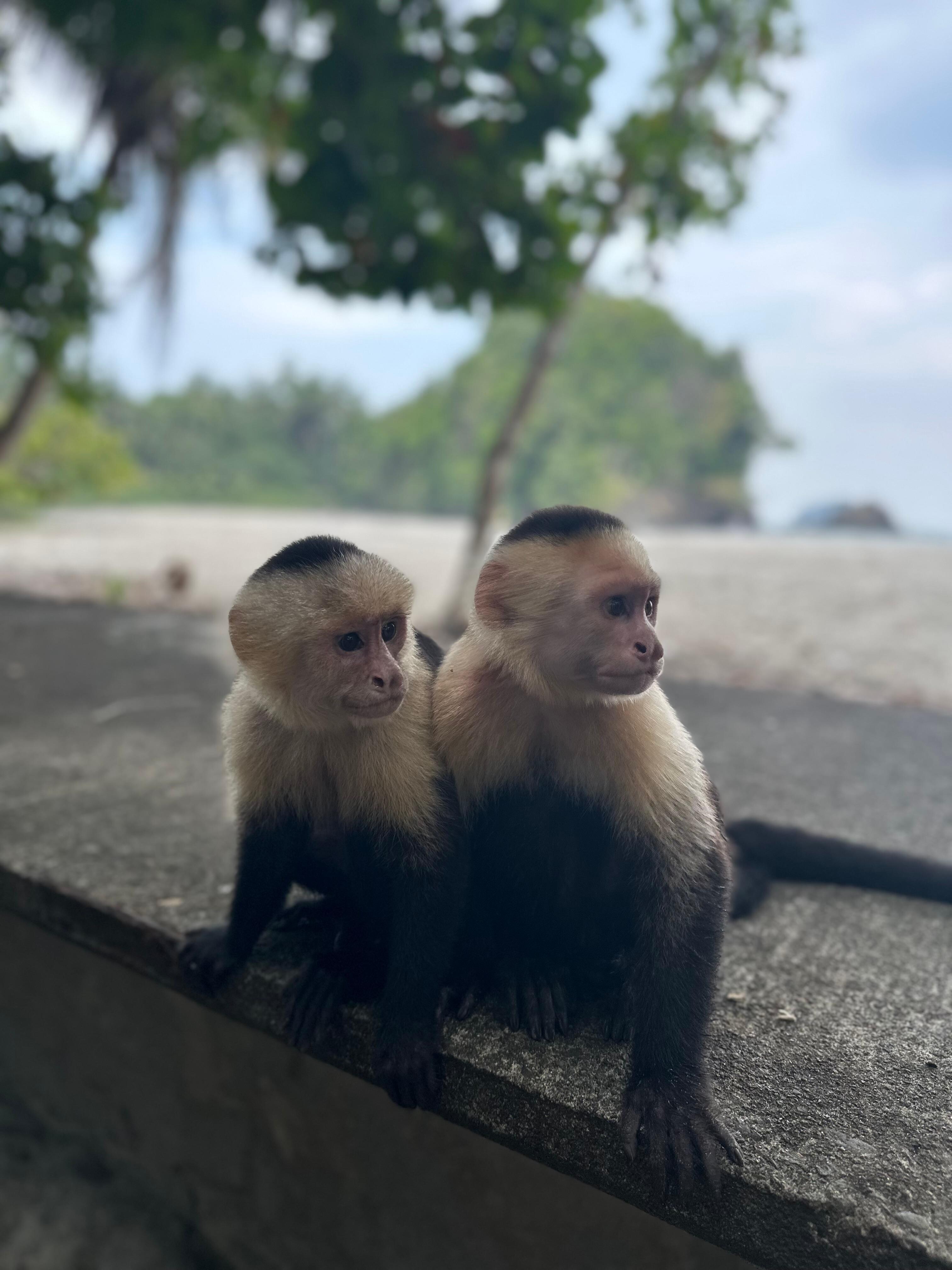 Monkey Mafia. There are about 20 of them that show up around 2pm in front of the hotel 