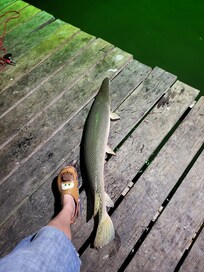 Saltwater Gar