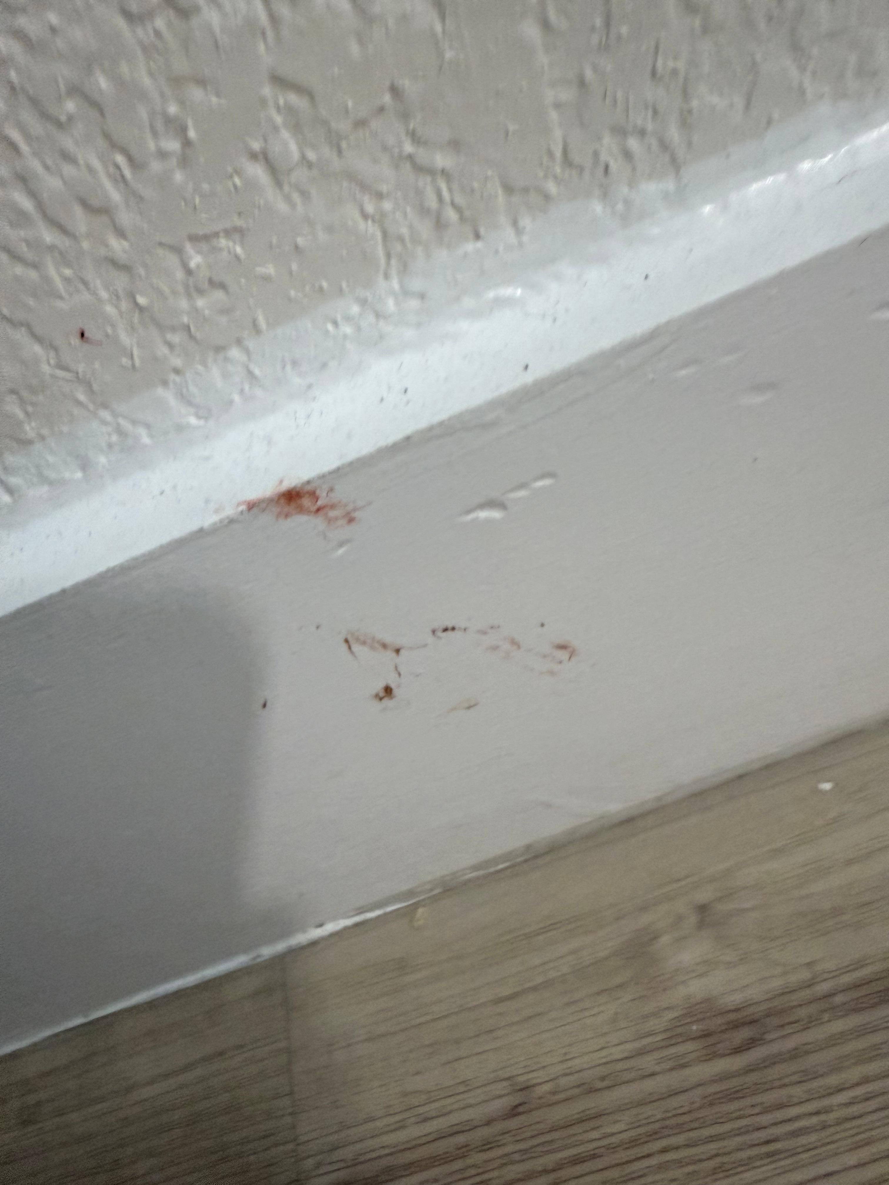 Blood on the baseboard in the kitchen area
