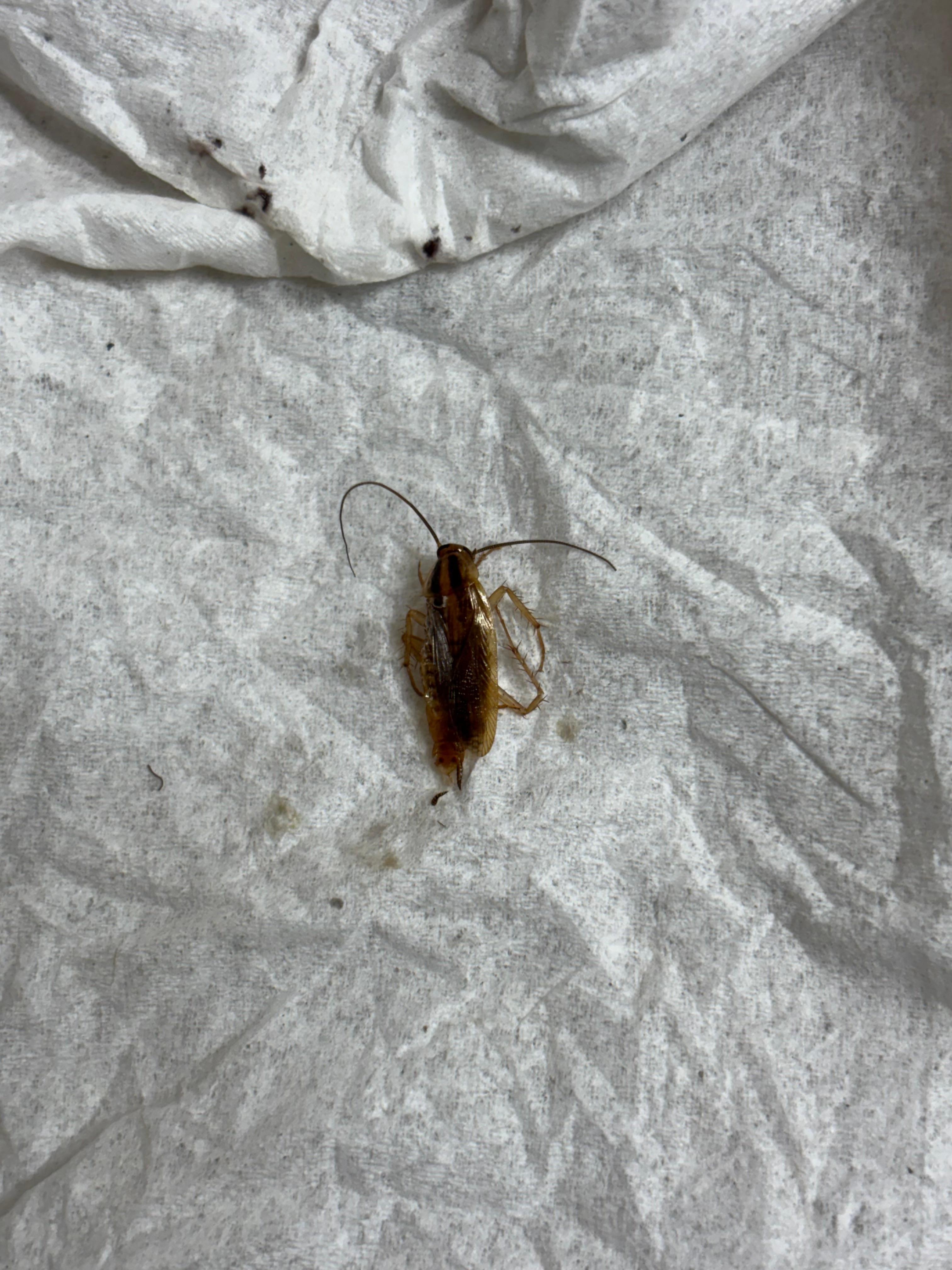 Cockroach in the room