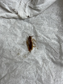 Cockroach in the room