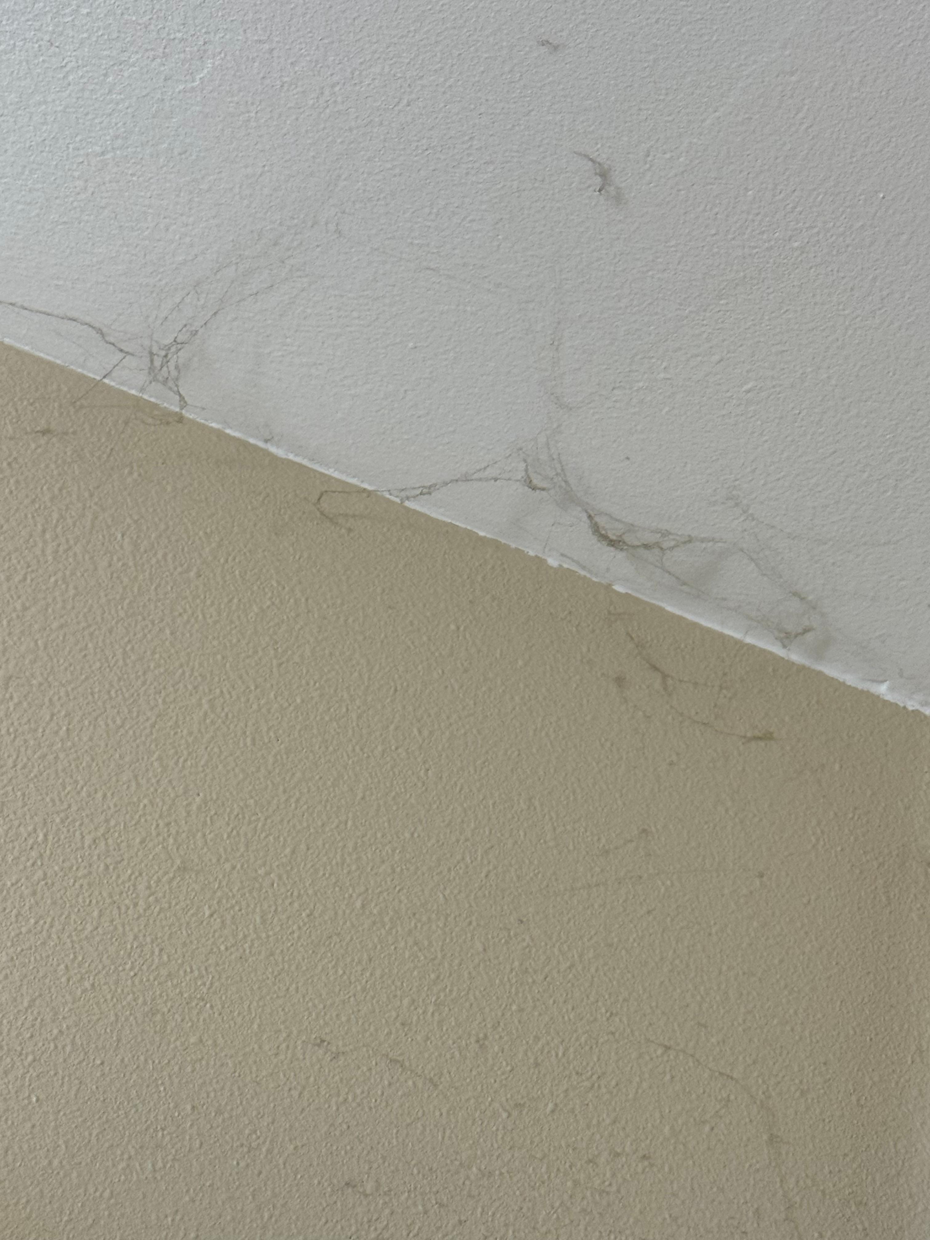 Cobweb in bathroom 