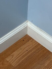 Mouse droppings in closet
