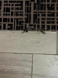 Carpet a old person hazzard